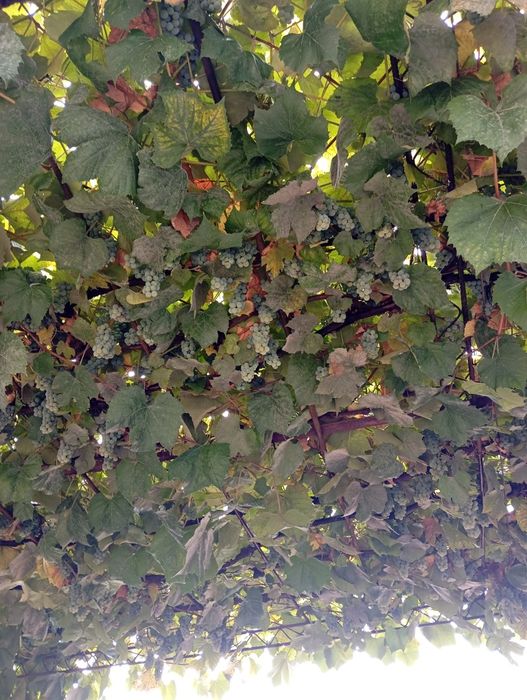 Vând struguri alb și negru hibrid