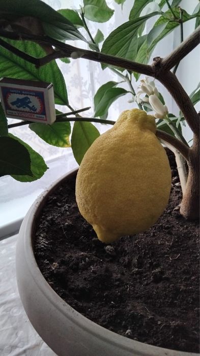 Комнатный лимон Павловский сорт