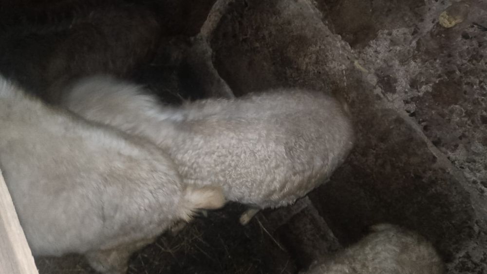 Продам көз Ангорка