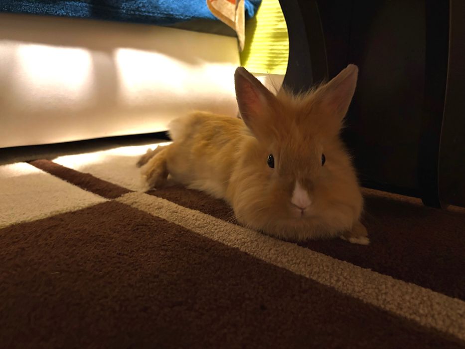 Заек порода Лъвска глава