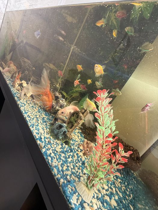 Vand acvariu pesti !