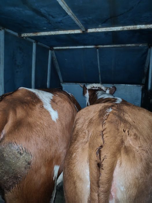 Продам прицеп скотовоз