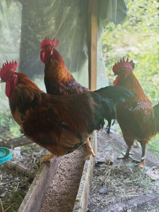 Продажа Кученских петухов.