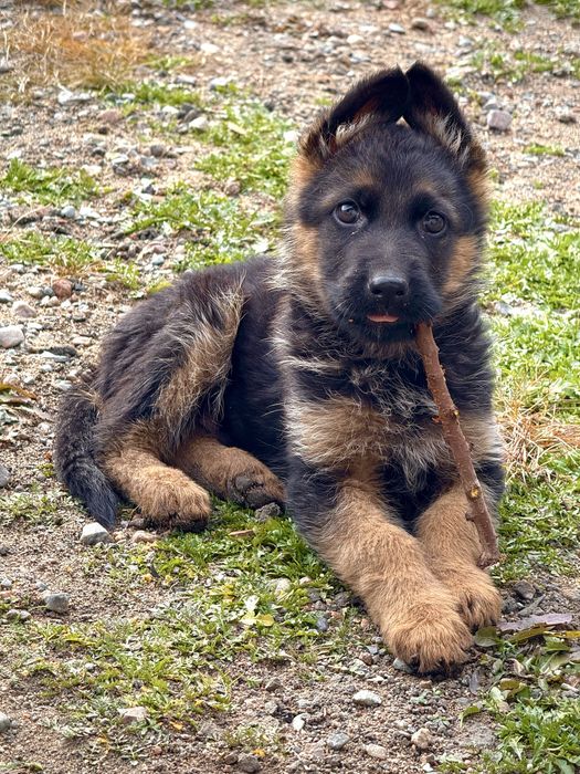 Щенок немецкая овчарка