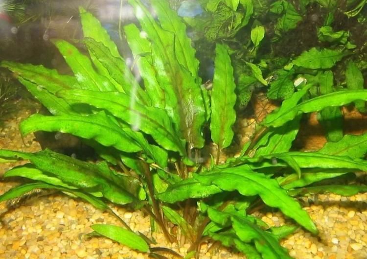 Продам аквариумное растение Криптокарина Вендта зеленая