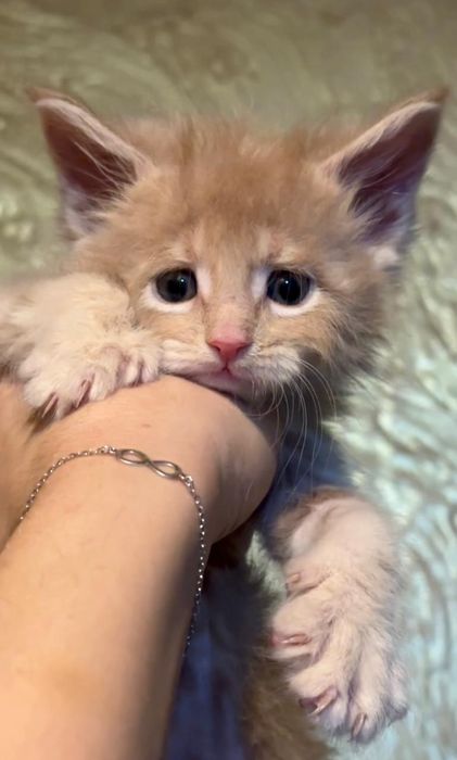 Мейн кун котятки