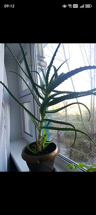 Продам лечебный цветок алоэ