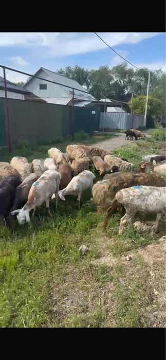 Қой баран сатылады