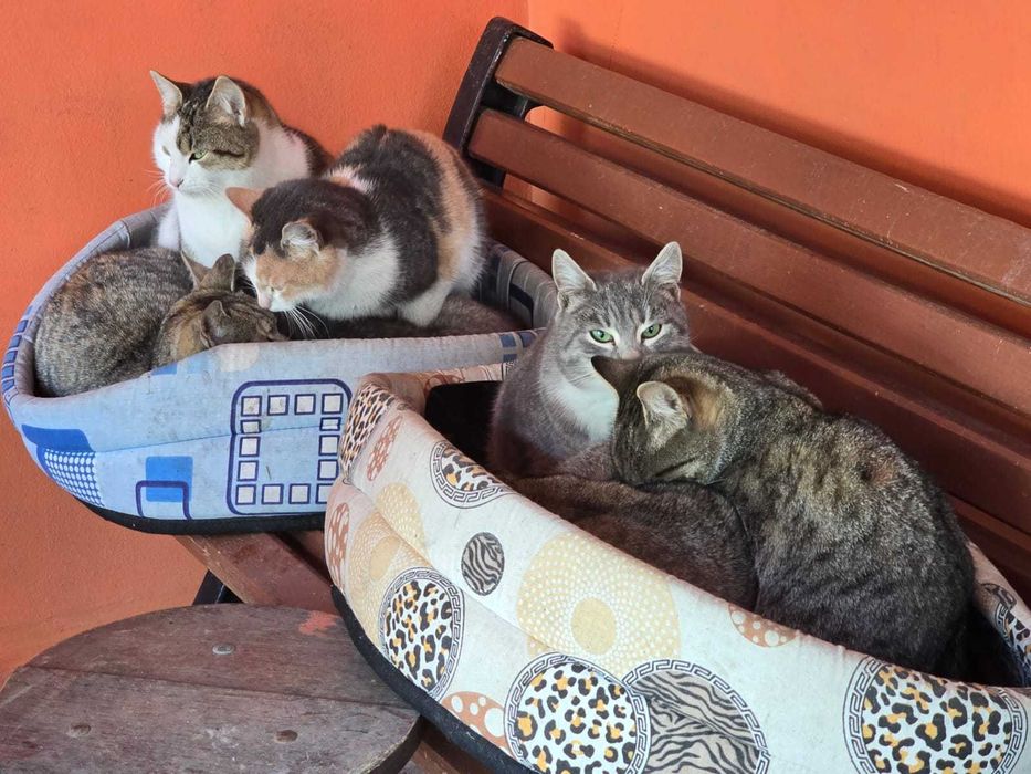 Adoptati un pisoi Craiova