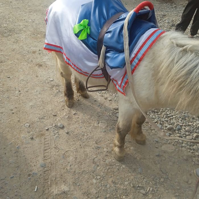 Пони сатылады 3 бас