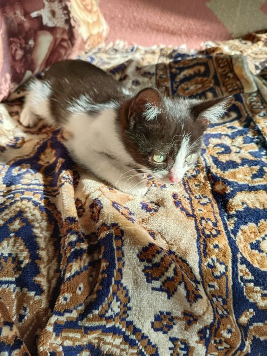 Котёнок черно - белый