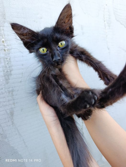 Котенок в добрые руки