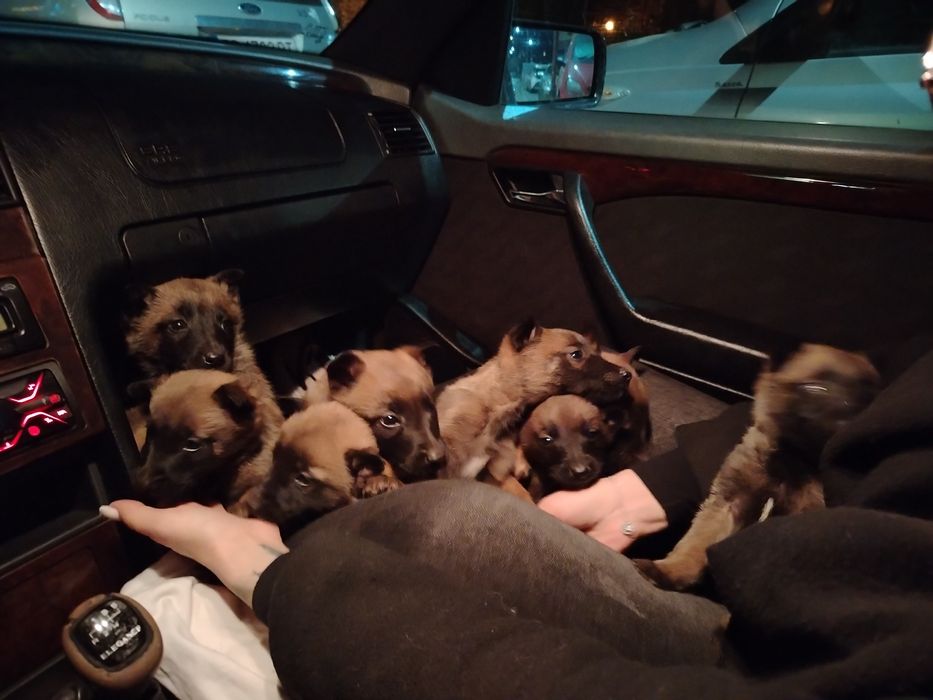 Белгийски овчарки Малиноа