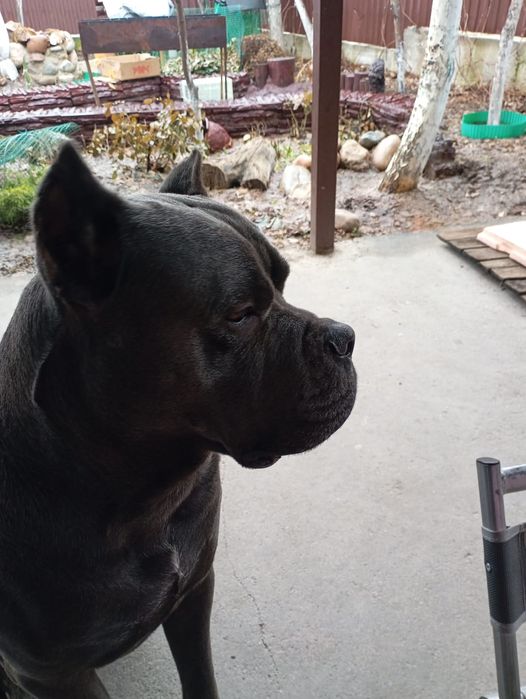 Кане Корсо продам кабель