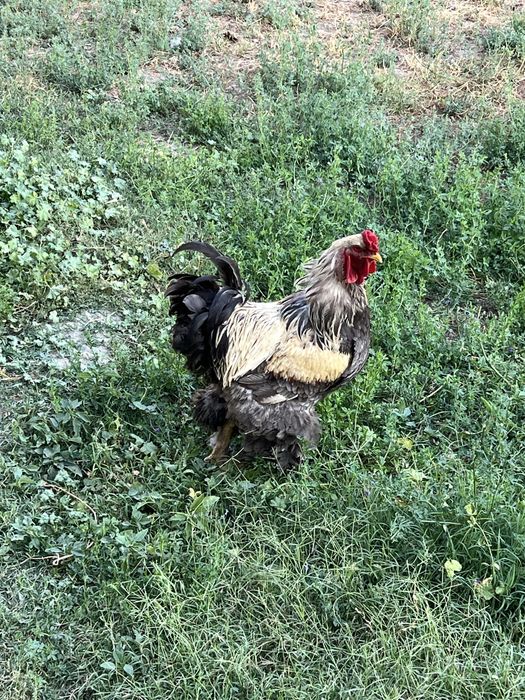 Bramo xuruz va 4 ta bramo mokiyon sotiladi