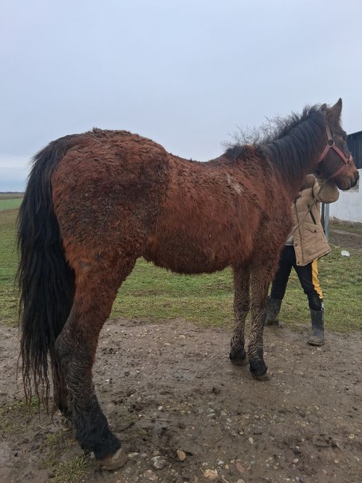 Vând sau schimb iapa