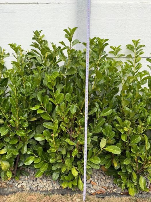 Prunus lauroceras pentru gard viu