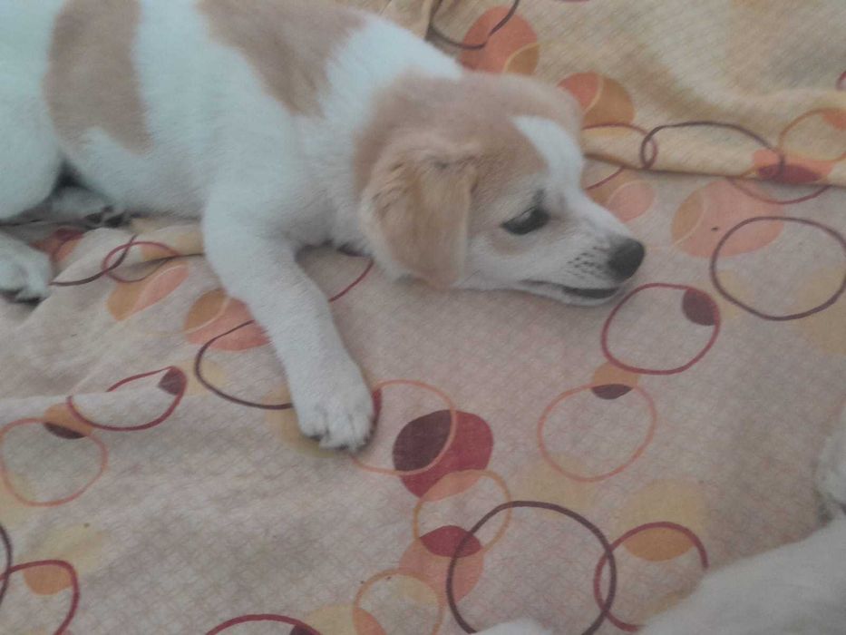 Ofer spre adoptie