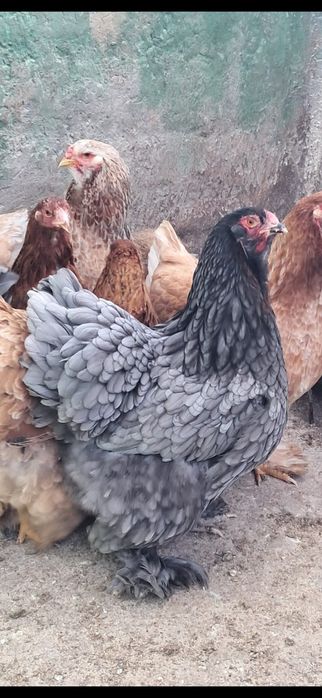 Oua gaini rasa brahma + gaini alte rase.