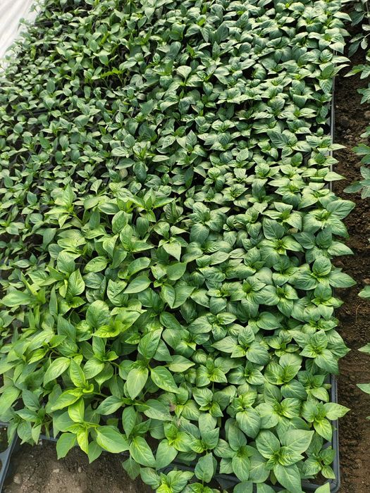 Răsaduri roșii ardei castraveți