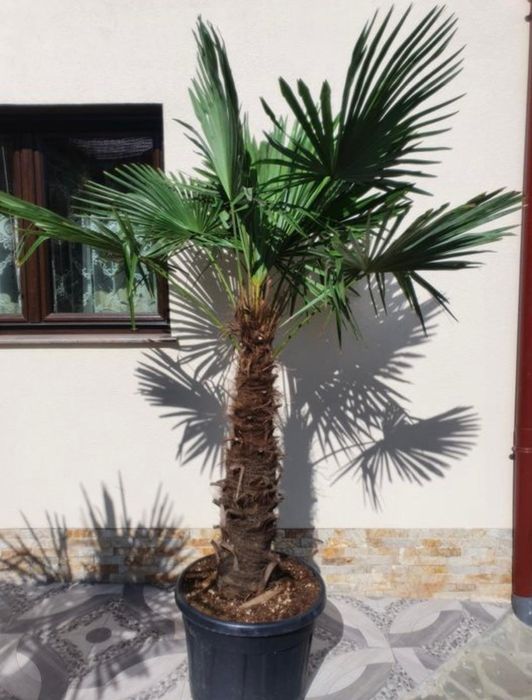 Plante exotice, palmier, lamai, portocal, măslin, bonsai etc