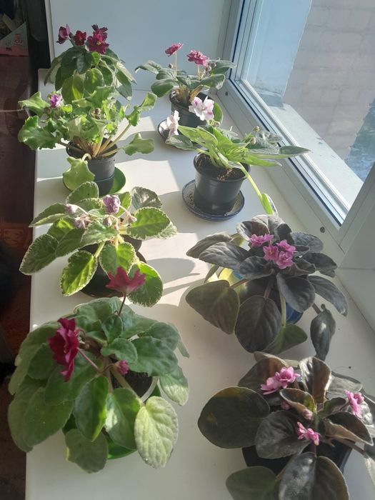 Фиалки на цвету от 2000