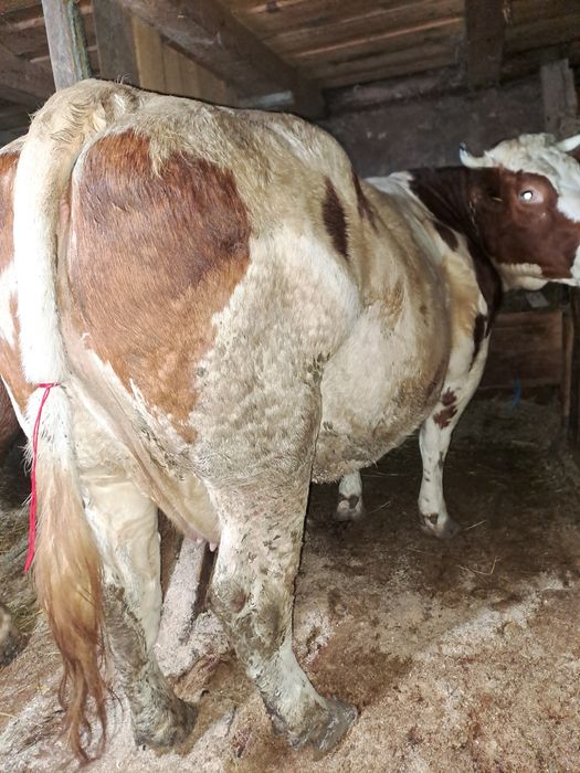 Băltată originală germană