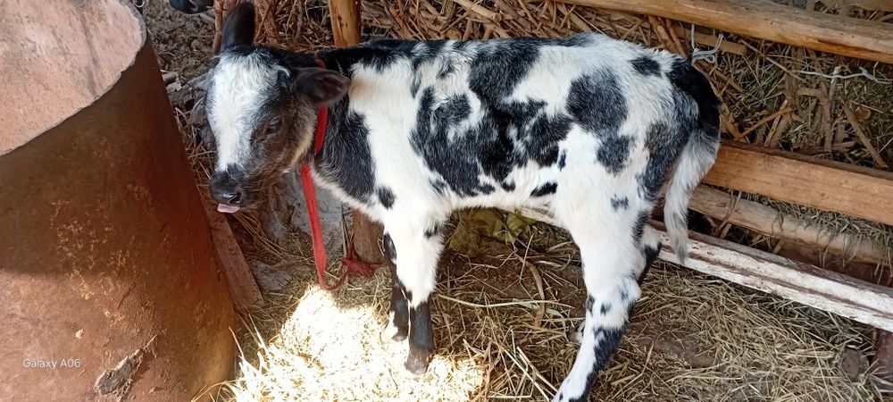 Ona-bola sigir sotildi