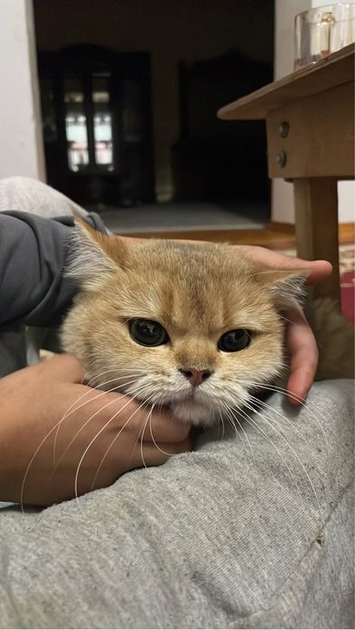 Котята Британской пароды