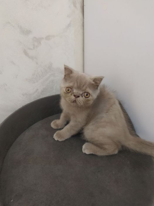 Продается котенок