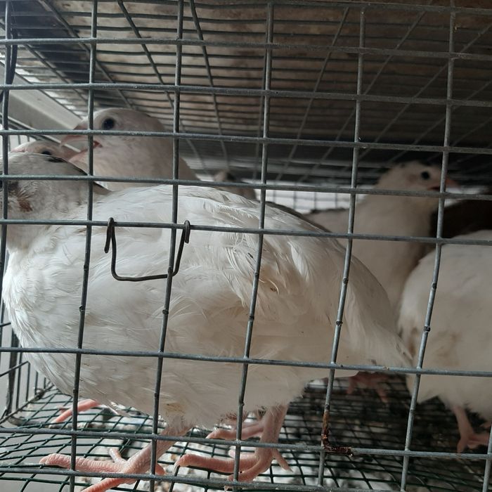 Prepelițe outoare și ouă de incubat și de consum