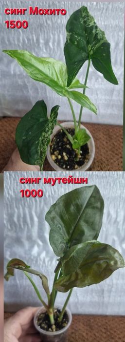 Цветы домашние!!