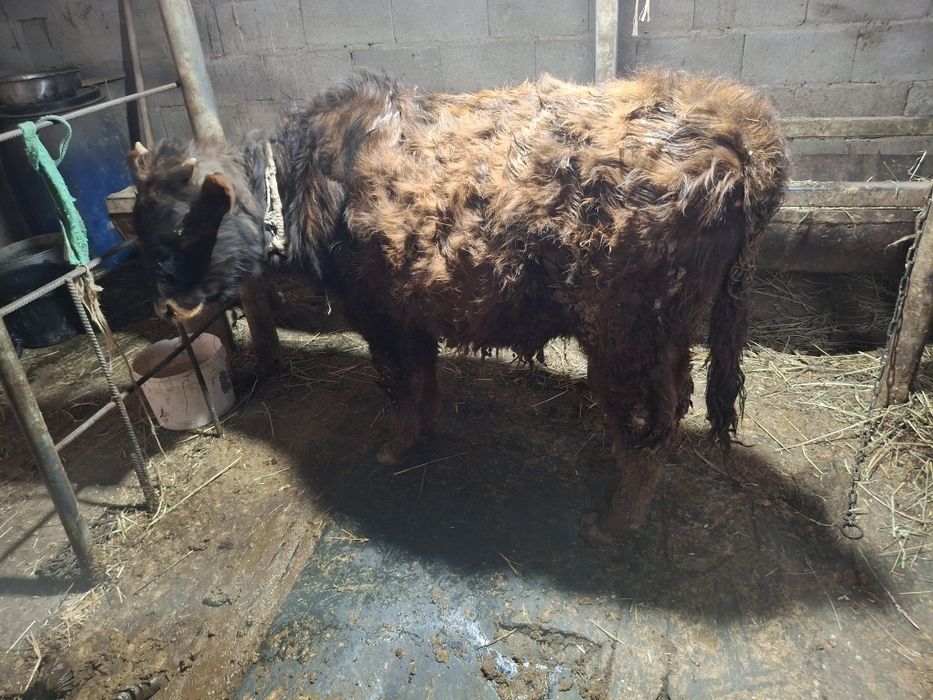 Бичок хороший не капризный