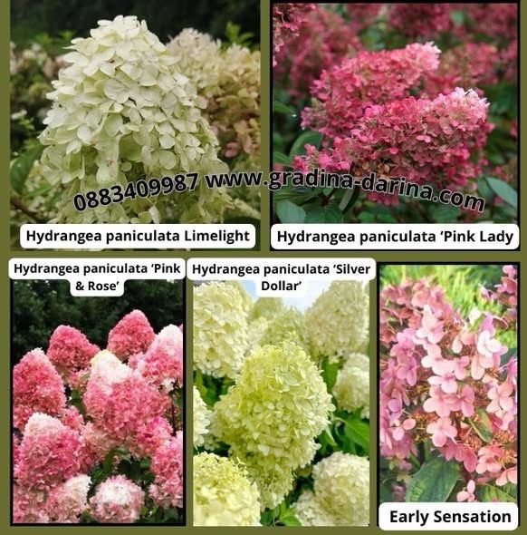 Хортензия за слънце / паникулата