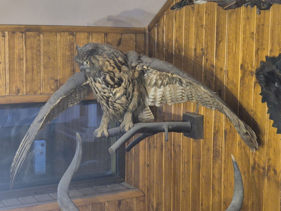 Trofeu Bufnita uriasa impaiata de Robert Ritter(Grigore Antipa)