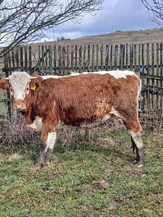 Vând juninci baltate