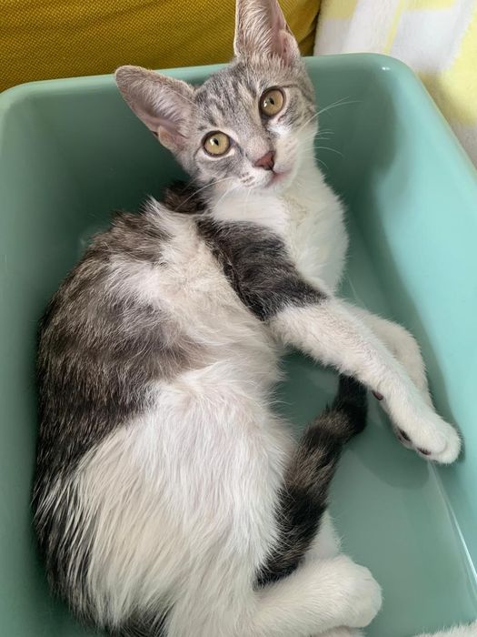 Puiut de pisica,pisicuta, pisicuta de adoptat, pisicuța pentru adopție