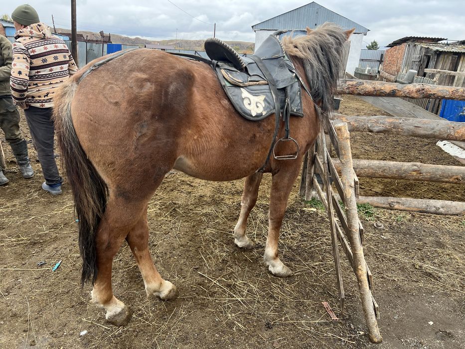 Продам кунан обученный семиз