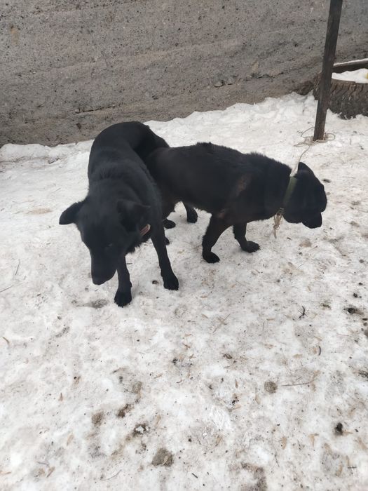 Продам щенков немецкой овчарки