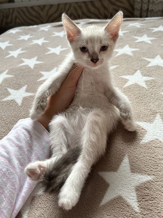 Котёнок бесплатно в добрые руки