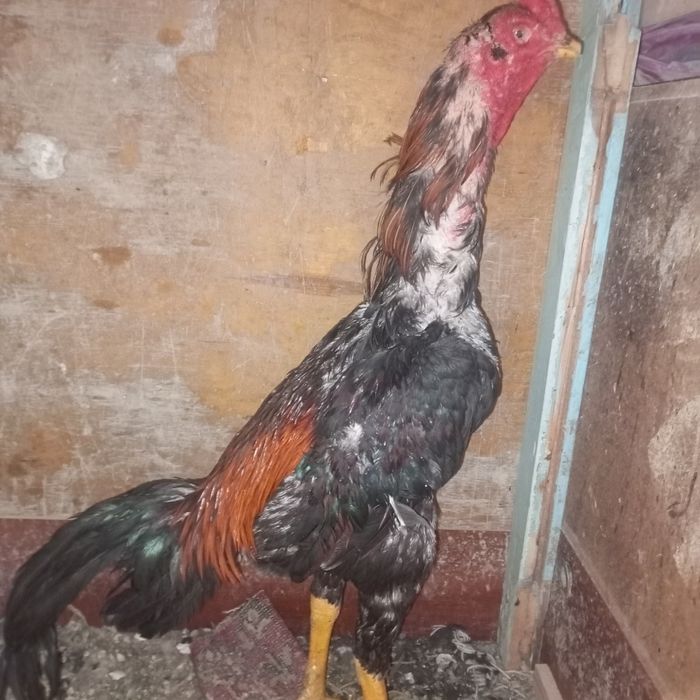 Dakan xoroz sotlad