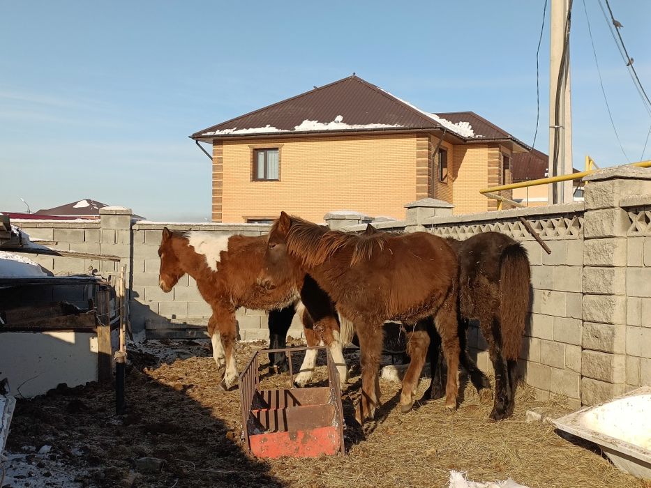 Жабағы Қосшыда тұр