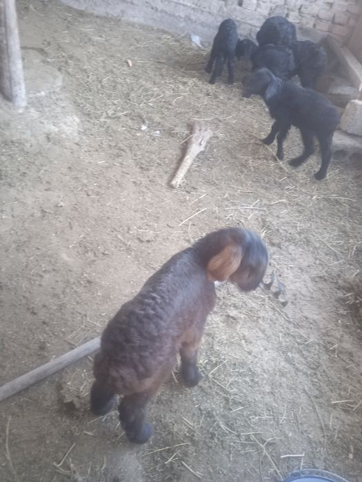 Козылар сатылады козы