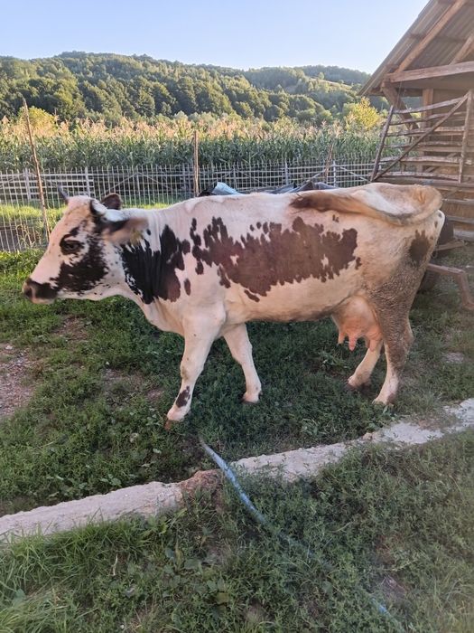 Vând vacă cu vițel