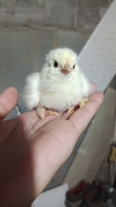 Уй тауык балапандары