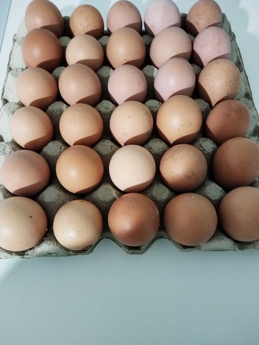 Свободно оплодени яйца от Югозападен и Струмски стандарт с Ломън Браун