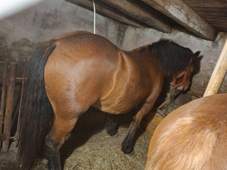 De vânzare mânz de 6 luni