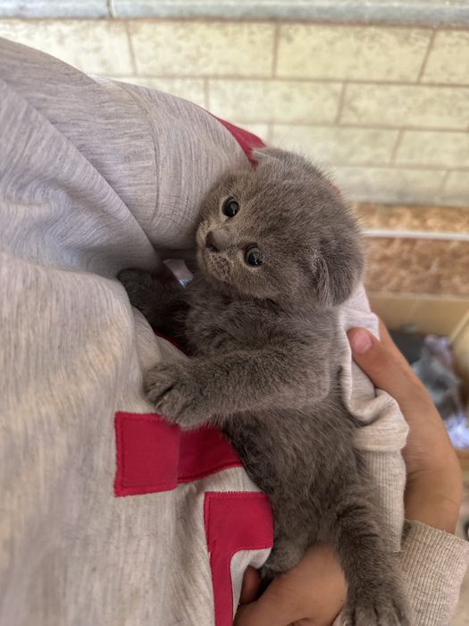 Вислоухие британские котята