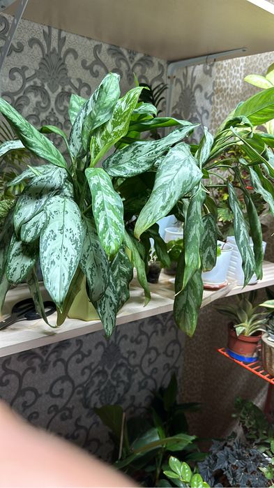 Үй гүлдері сатылады