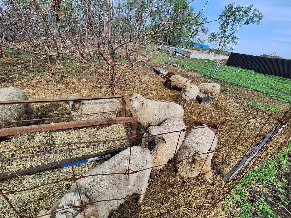 Продам баран только самок цена 80000